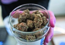 bendbulletin.com - Suzanne Roig - Redmond to begin accepting cannabis dispensary applications