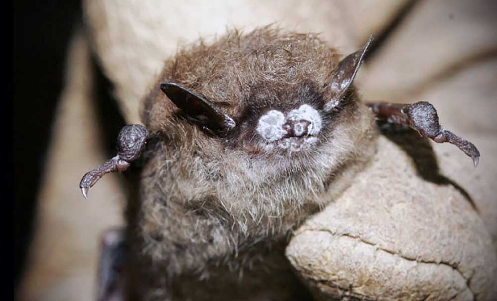 Fungus — now in Oregon — puts bat populations near Bend at risk