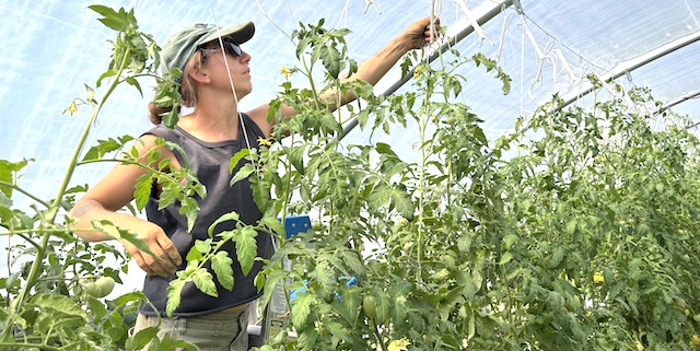 Central-Oregon-tomatoes-PHOTO-1-2025-09-