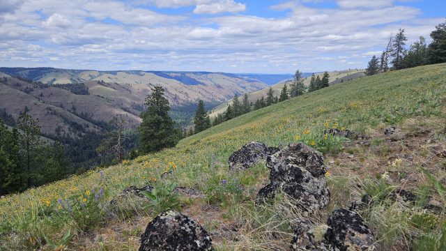 Joseph-Canyon-Roadless-Area-David-Mildre