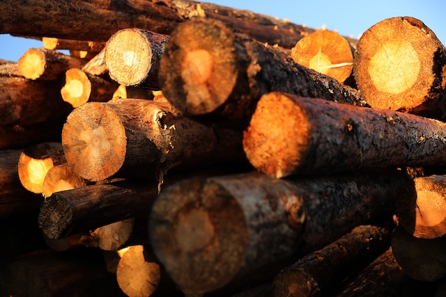 Commentary: The West’s most iconic tree is disappearing