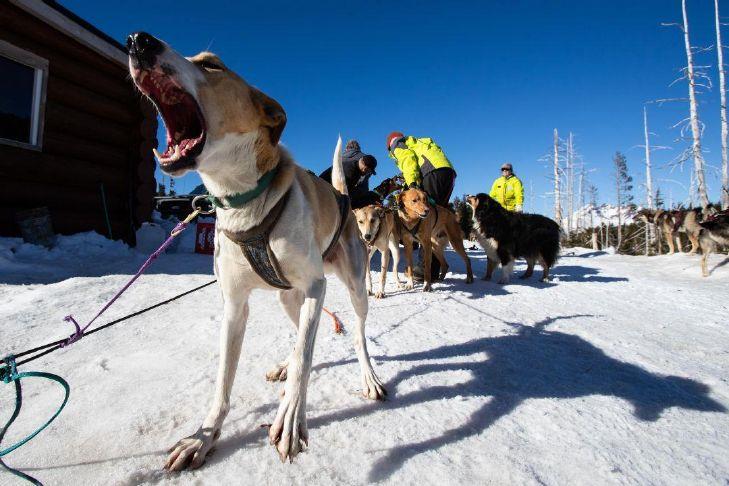 Mush! Bend family trains sled dogs, introduces many to the sport