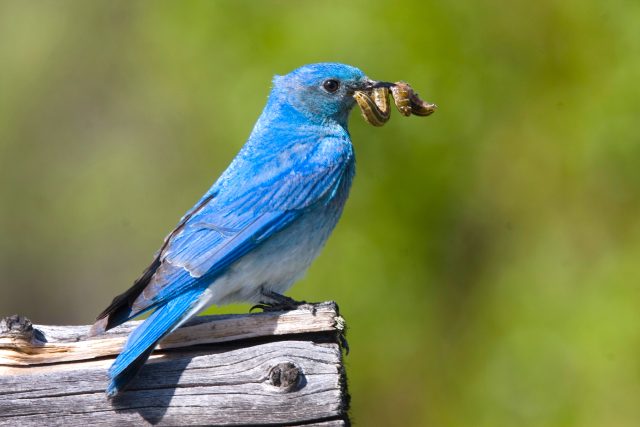 Birds-5-e1769552825855.jpg?w=640