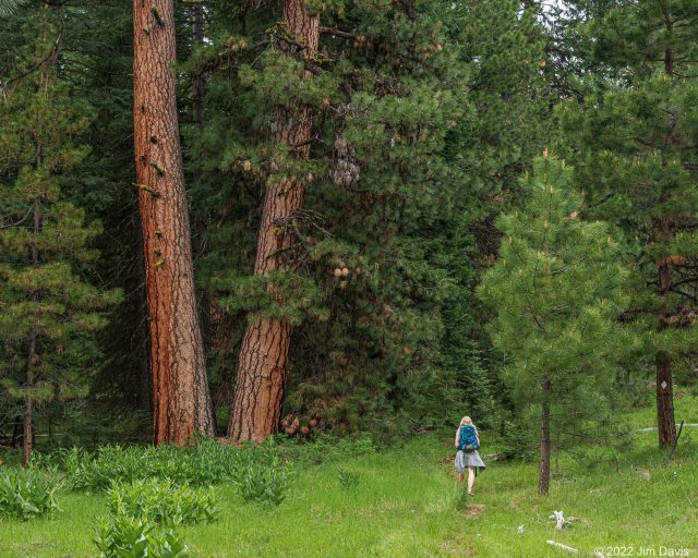 pines1-e1766606500332.jpg?w=640