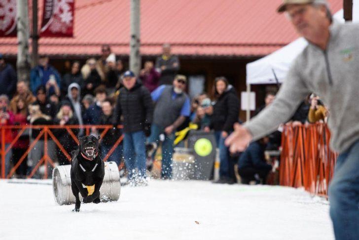 Sunriver keg pull celebrates running, snow and canine joy