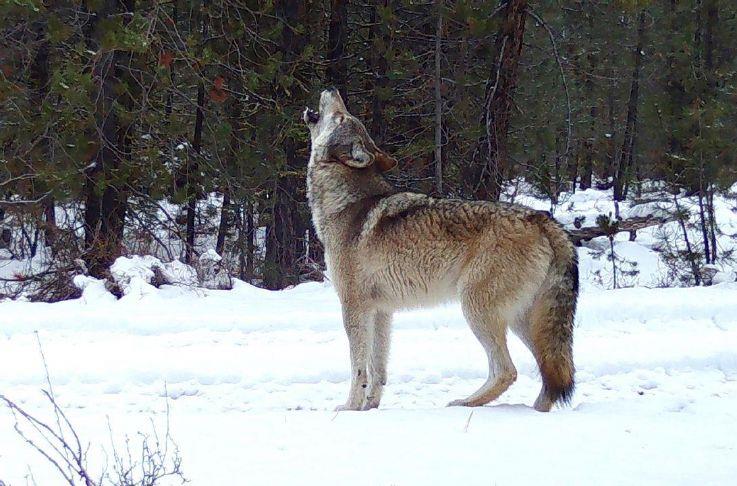 bendbulletin.com - Mateusz Perkowski - Oregon lodging tax hike would boost compensation for wolf losses